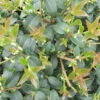Osmanthus Burkwoodi 3L -Ketler Outdoors Shop osmanthus x burkwoodii pshgen0297 15039.1665133505