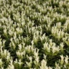Euonymus Jap Paloma Blanca 3L -Ketler Outdoors Shop paloma blanca view1 47188.1687697233