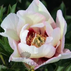 Paeonia Pastel Splendour 4L/21cm