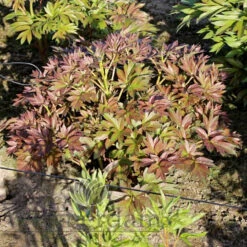 Paeonia Pastel Splendour 4L/21cm -Ketler Outdoors Shop pastel splendor f3 22122.1662993099