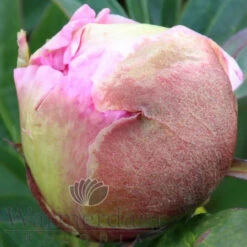 Paeonia Pastel Splendour 4L/21cm -Ketler Outdoors Shop pastel splendor f5 65957.1662993099
