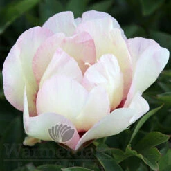 Paeonia Pastel Splendour 4L/21cm -Ketler Outdoors Shop pastel splendor f6 04845.1662993099