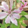 Clematis 'Nelly Moser' 3L -Ketler Outdoors Shop pclcle0064 98202.1665133441
