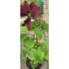 Clematis 'Niobe' 3L -Ketler Outdoors Shop pclcle0065 75822.1665133441