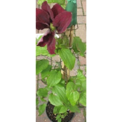 Clematis 'Niobe' 3L