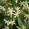 Trachelospermum Jasminoides 3L -Ketler Outdoors Shop pclgen0035 2 75398.1665133442