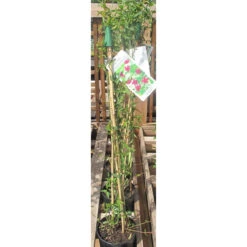 Jasminum Beesianum 3L