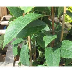 Hydrangea Seemannii 4L