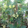 Coronilla V Glauca Citrina -Ketler Outdoors Shop pclgen0192 17759.1665133444