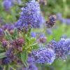 Ceanothus 'Puget Blue' 4L -Ketler Outdoors Shop pclgen0391 2 07074.1665133444