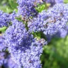Ceanothus 'Skylark' 4L -Ketler Outdoors Shop pclgen0392 2 44791.1665133444