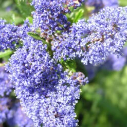 Ceanothus 'Skylark' 4L