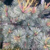 Pinus Parviflora 'Negishi' 3L -Ketler Outdoors Shop pcngen0031 pinus negishi 03023.1665133447