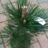 Pinus Heldreichii 'Malinki' 2L 1 Pinus Heldreichii 'Malinki' 2L -Ketler Outdoors Shop pcngen0141 pinus malinki 92343.1665133448
