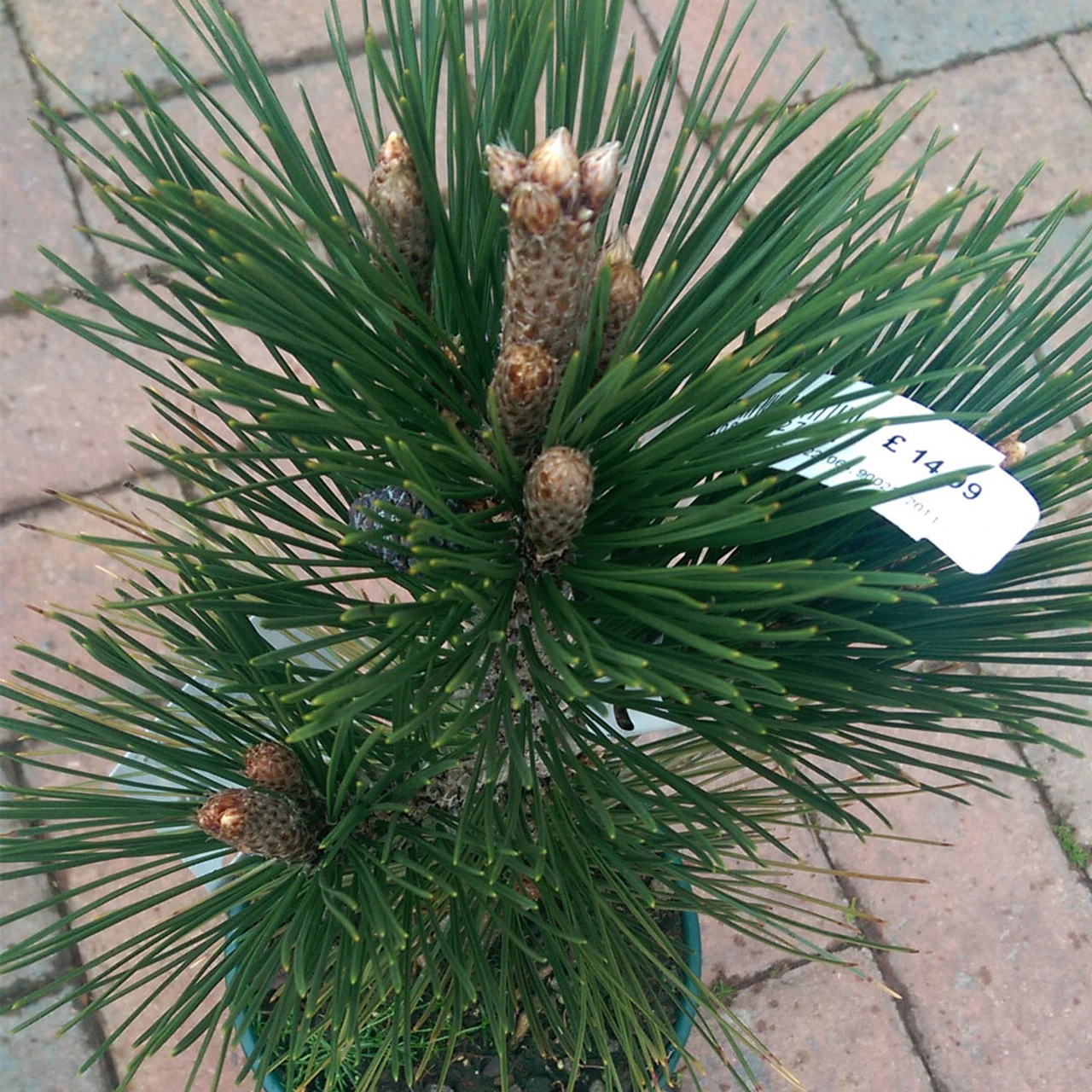 Pinus Heldreichii 'Malinki' 2L 3 Pinus Heldreichii 'Malinki' 2L