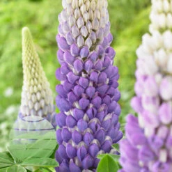 Persian Slipper 19cm Pot