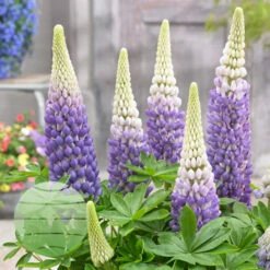 Persian Slipper 13cm Pot -Ketler Outdoors Shop persian slipper 2 2 66789.1662993426