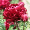 Paeonia Peter Brand 4L/21cm -Ketler Outdoors Shop peter brand f1 87596.1665133461
