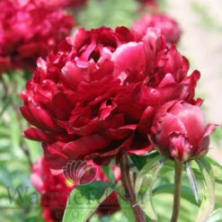 Paeonia Peter Brand 4L/21cm