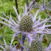 Eryngium B Picos Blue 2L -Ketler Outdoors Shop phhgen0020 eryngium 45271.1665133453