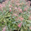 Euphorbia 'Ascot Rainbow' 2L -Ketler Outdoors Shop phhgen0029 40203.1665133454