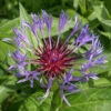 Centaurea Montana 'Blue' 3L -Ketler Outdoors Shop phhgen0037 centaurea 29553.1665133454