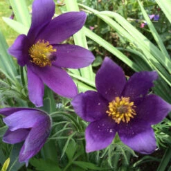 Pulsatilla Vulgaris 2L