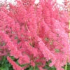 Astilbe 'Vision In Pink' 3L -Ketler Outdoors Shop phhgen0108 2 97777.1665133455