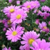 Aster Dumosus 'Jenny' 3L -Ketler Outdoors Shop phhgen0109 2 54042.1665133455