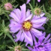 Aster Dumosus 'Lady In Blue' 3L 1 Aster Dumosus 'Lady In Blue' 3L -Ketler Outdoors Shop phhgen0110 2 61142.1665133455