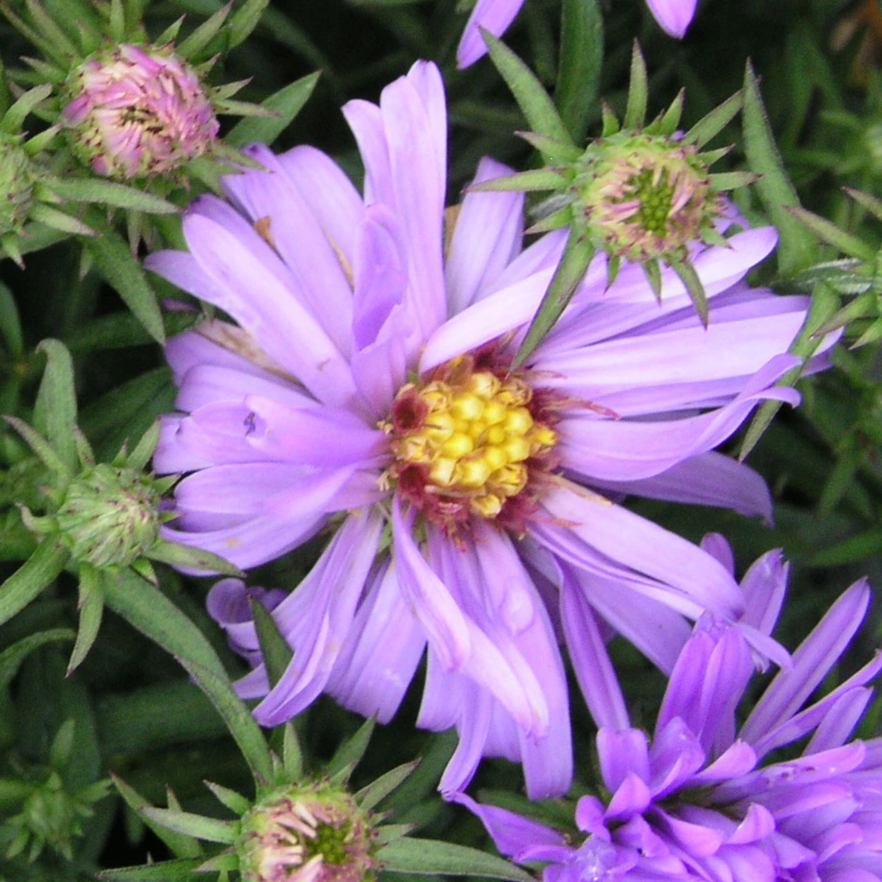 Aster Dumosus 'Lady In Blue' 3L 3 Aster Dumosus 'Lady In Blue' 3L