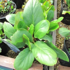 Bergenia 'Bressingham White' 3L