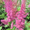 Astilbe 'Vision In Red' 3L -Ketler Outdoors Shop phhgen0112 astilbe vision 96373.1665133455