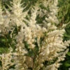 Astilbe 'Vision In White' 3L -Ketler Outdoors Shop phhgen0113 2 76174.1665133455