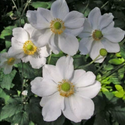 Anemone 'Honorine Jobert' 3L