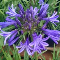 Agapanthus 'Navy Blue' 2L
