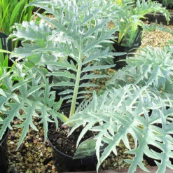 Cynara Card 'Cardoon' 3L