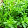 Lythrum Salicifolia 'Robert' 3L -Ketler Outdoors Shop phhgen0220 85830.1665133457