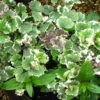 Nepeta 'Grannilocks' 3L -Ketler Outdoors Shop phhgen0230 38234.1665133457