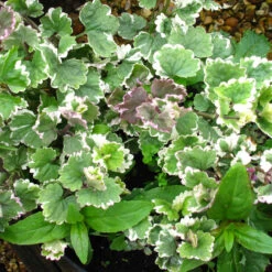 Nepeta 'Grannilocks' 3L