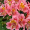 Alstroemeria 'Princess Theresa' 3L -Ketler Outdoors Shop phhgen0261 70363.1665133457