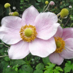 Anemone Hupehensis 'Praecox' 3L