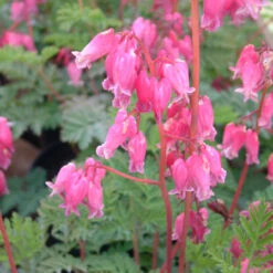 Dicentra 'King Of Hearts' 3L