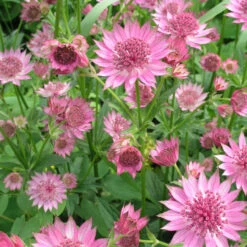 Astrantia 'Roma' 2L