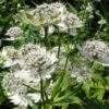 Astrantia Major 'Superstar' 3L -Ketler Outdoors Shop phhgen0425 2 07720.1665133460