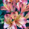 Alstroemeria 'Indian Summer 3L -Ketler Outdoors Shop phhgen0427 63820.1665133460