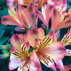 Alstroemeria 'Indian Summer 3L