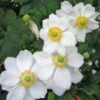 Anemone 'Andrea Atkinson' 3L -Ketler Outdoors Shop phhgen0441 30394.1665133461