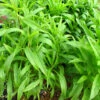 Physostegia Virginiana 'Rosea' 3L -Ketler Outdoors Shop phhgen0542 40569.1665133462