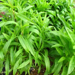 Physostegia Virginiana 'Rosea' 3L